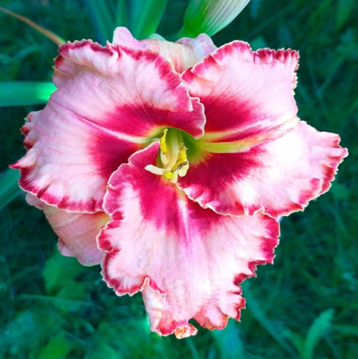 Lipstick and Lies Daylily Bulbs for Planting – Pink and Red Bi-Color Hemerocallis Perennial Flower – Hardy Summer Blooming Garden Lily – Easy Care Outdoor Flower Bulbs (1 Bulb)