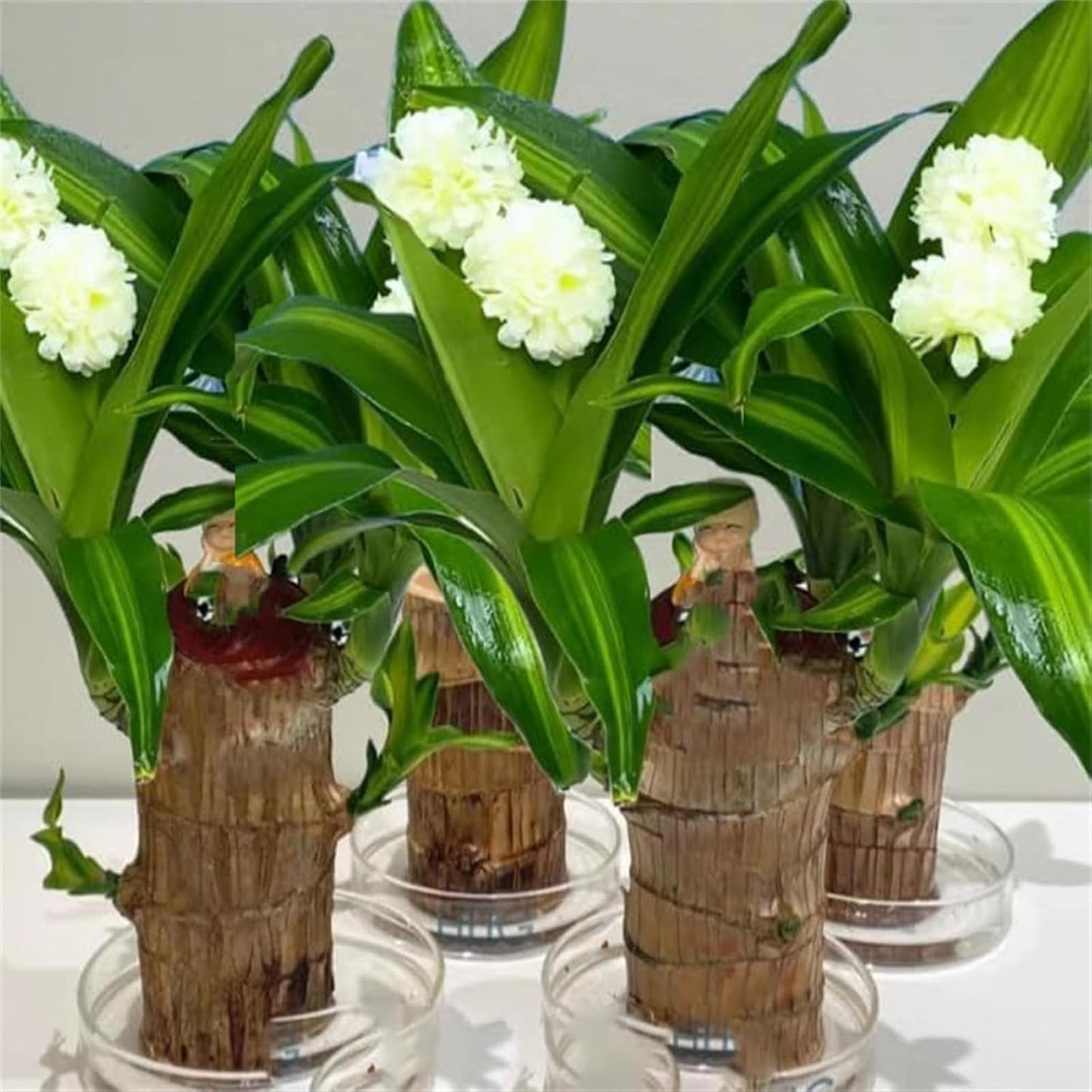 Brazilian Lucky Wood Plant,Brazilian Wood Doesn't Need to Wait to Sprout, Natural Air Cleaner, Suitable for Home Office Desk Decor (Yellow)