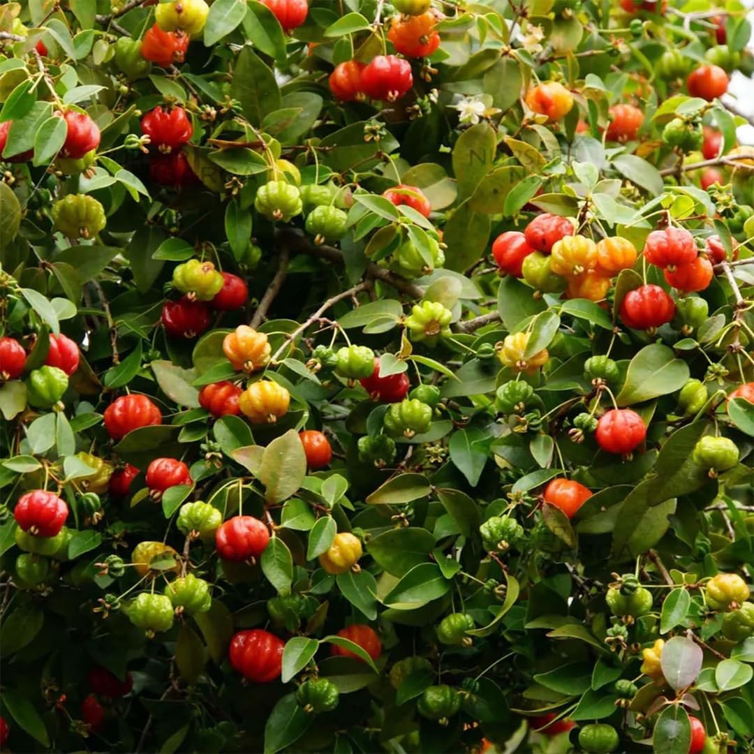 Surinam Cherry Tree for Planting 2.5–3 Ft | Live Cherry Plant | Compact Tropical Fruit Tree for Backyard, Outdoor, and Container Growing | No Ship to CA,HI,AK