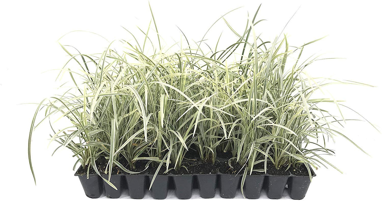 Aztec Grass - 20 Live Plants - Variegated Liriope - Ophiopogon Intermedius Argenteomarginatus