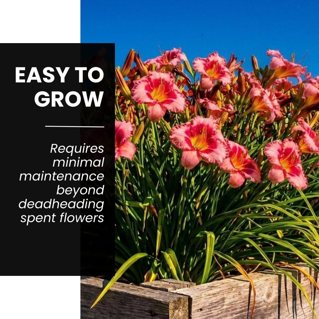 Lipstick and Lies Daylily Bulbs for Planting – Pink and Red Bi-Color Hemerocallis Perennial Flower – Hardy Summer Blooming Garden Lily – Easy Care Outdoor Flower Bulbs (3 Bulbs)