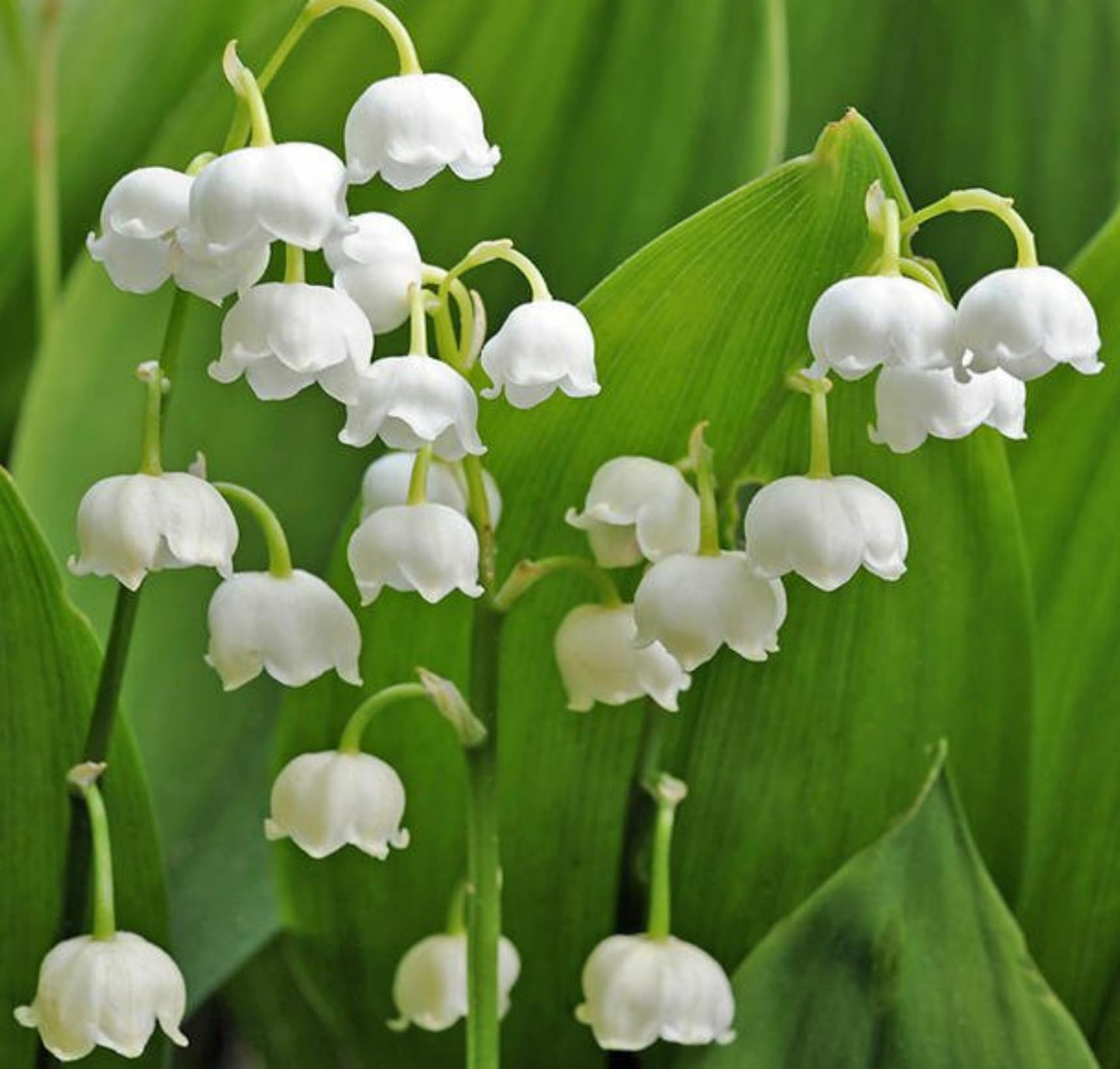 Votaniki White Lily of The Valley - Fragrant, Long Lasting Blooms, Perennial (Convallaria Majalis) Lily of The Valley Bare Root for Planting | Spring Flower, Perfect for Outdoor & Indoor (12 Pack)