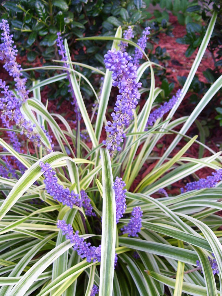 Variegated Liriope | 20 Live Plants | Liriope Muscari Variegata | Ornamental Ground Cover Plants | Evergreen Foliage