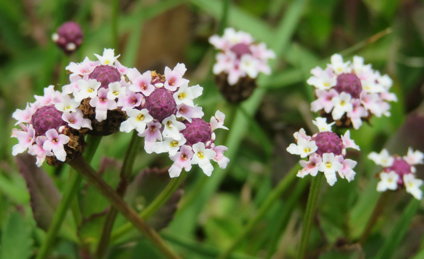 Frogfruit 6 Live Plants (Phyla nodiflora) – Native Groundcover for Pollinator Gardens & Lawn Alternative, Low Growing Perennial, Drought Tolerant, Full Sun Landscaping Plant