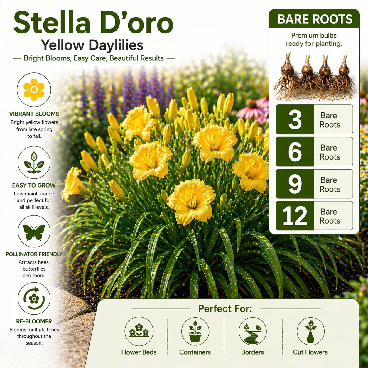American Stella D’Oro Daylily Bare Roots – Perennial Hemerocallis for Spring Planting – Easy-to-Grow Outdoor Garden Flowers – Attracts Butterflies & Bees (9, Nine Bare Roots)