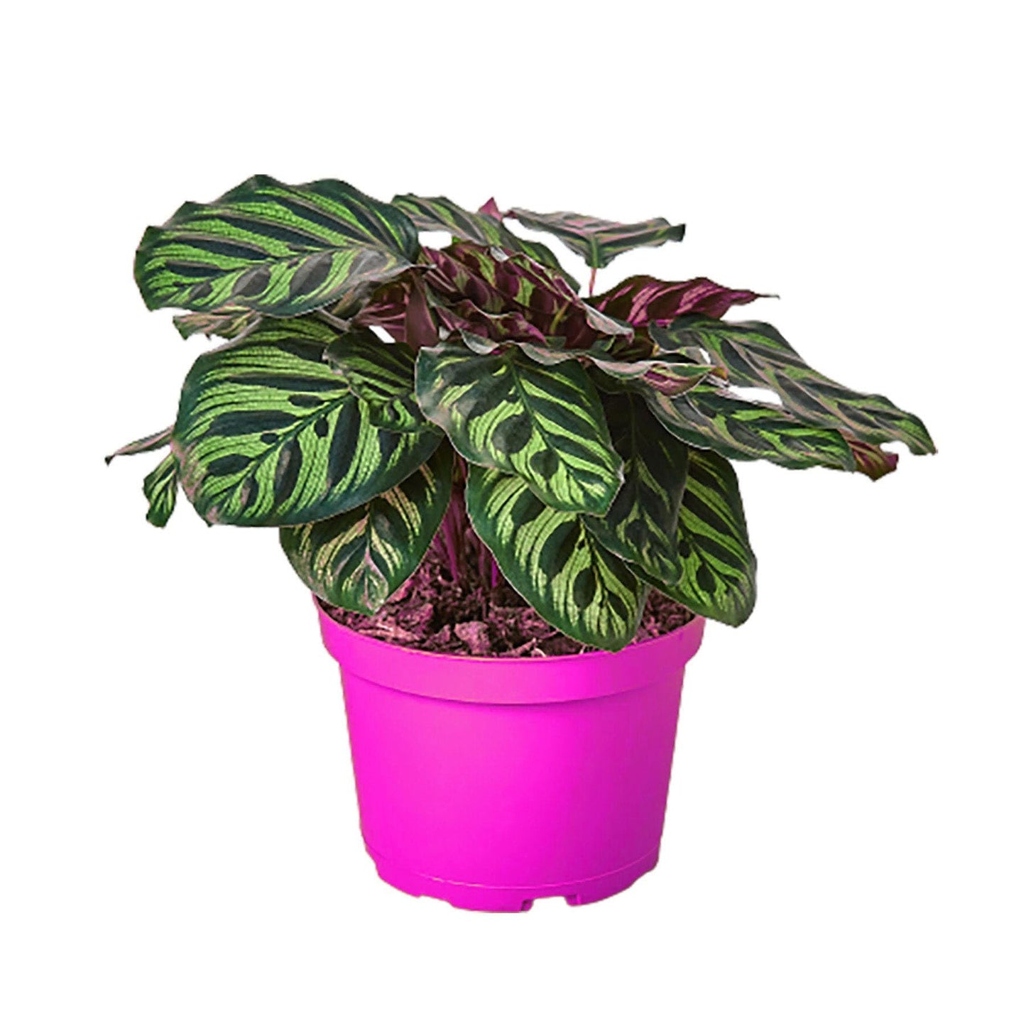 3 Pack Calathea 'Makoyana' in 6in Pot - Live Tropical Houseplant - Easy to Grow | Air Purifying | Pet Friendly | Variegated | USA Growers | The Snobby Leaf