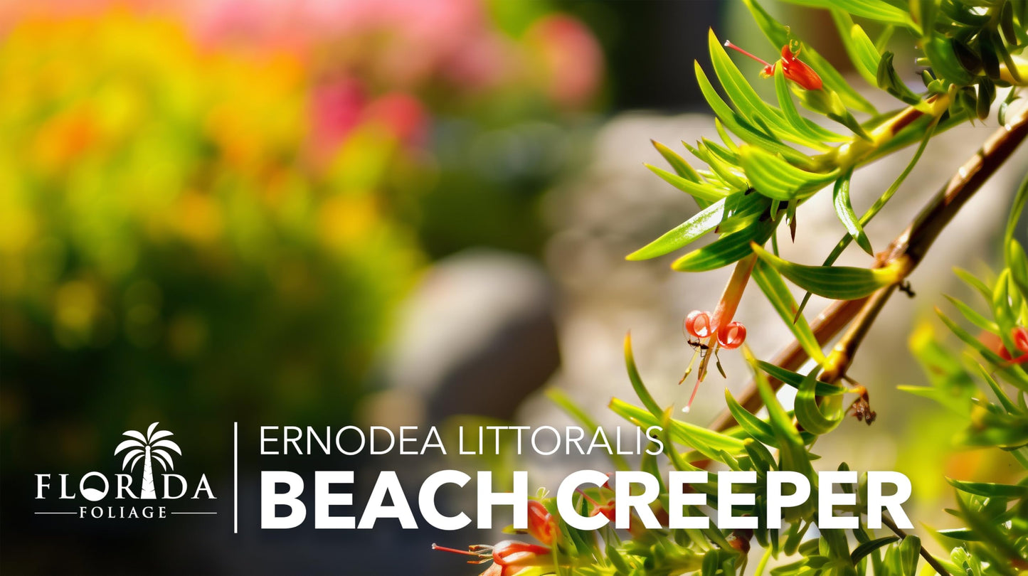 Beach Creeper | 30 Live Plants | Ernodea Littoralis | Coastal Ground Cover | Salt Tolerant | Low Maintenance | Drought Resistant | Fast Growing | Ideal for Sandy Soils | Tropical Landscaping