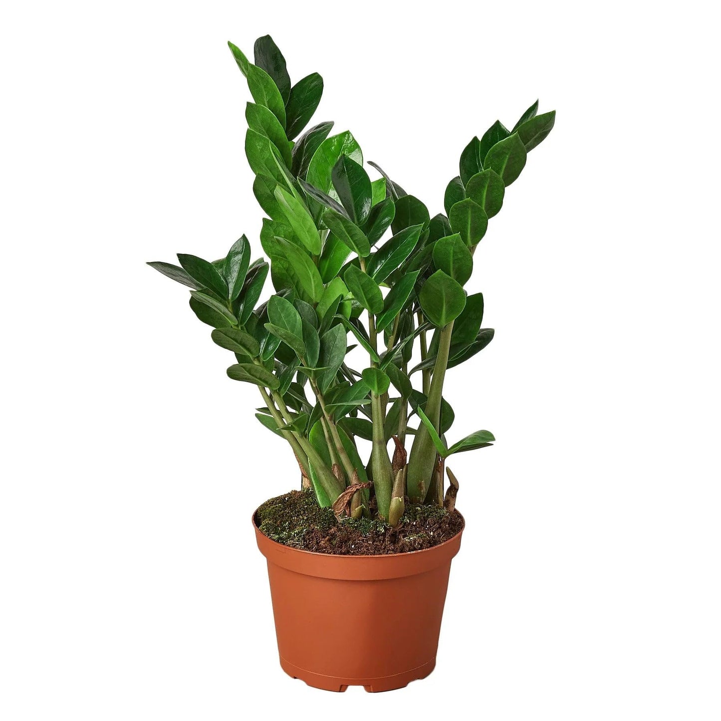 7 Pack Zamioculcas Zamiifolia ZZ in 4in Pot - Live Plants Tropical Houseplants | Variegated | USA Growers | The Snobby Leaf