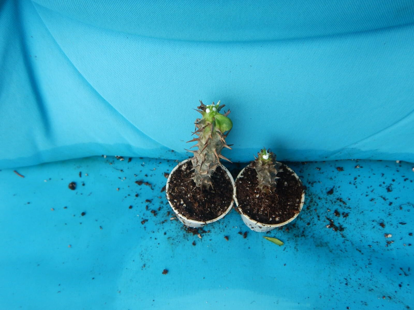 Live Plant - Golden Crowncrown of Thorns-Euphorbia Miliichrist Plantstarter Plant