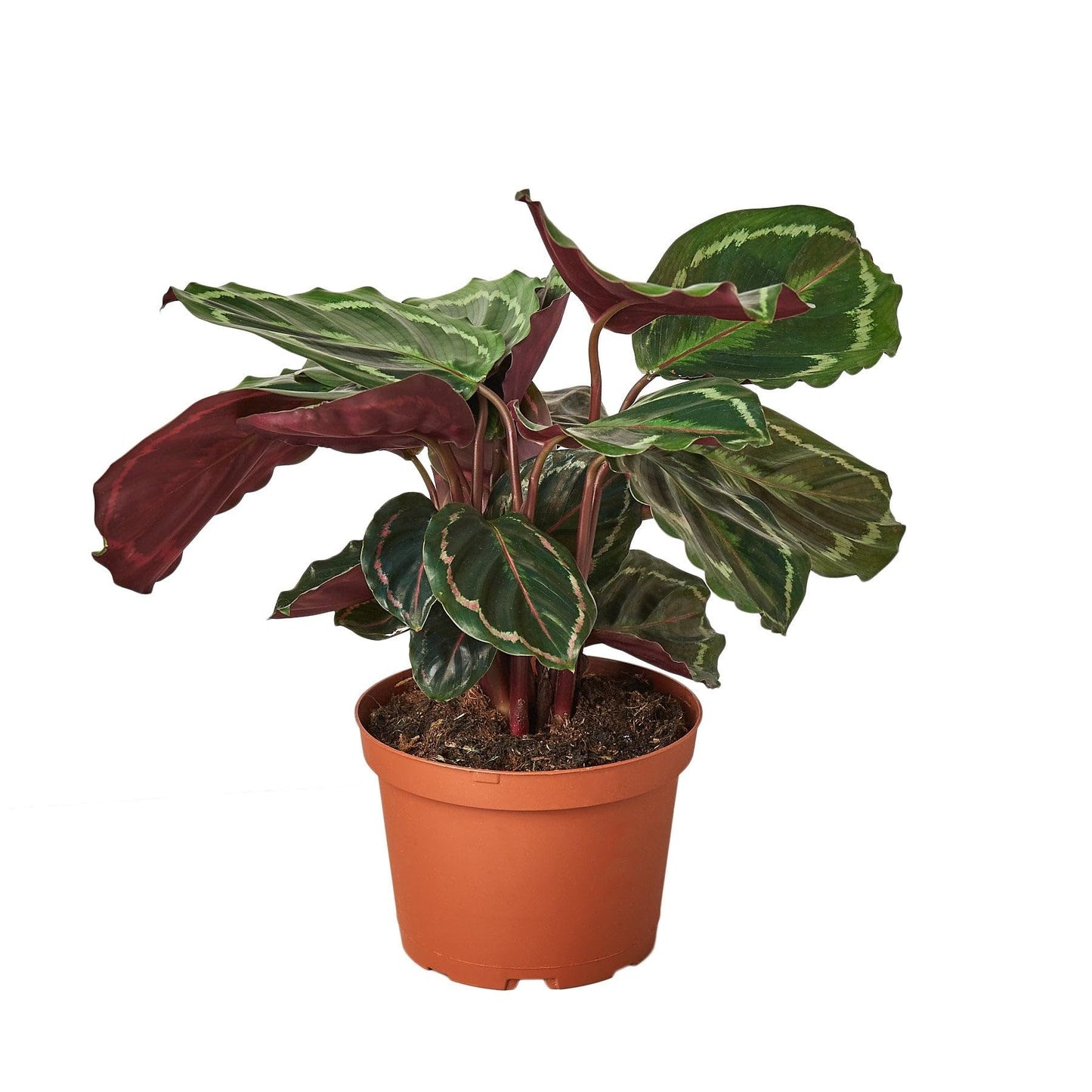 7 Pack Calathea Roseopicta 'Medallion' in 4in Pot - Live Plants Tropical Houseplants | Variegated | USA Growers | The Snobby Leaf