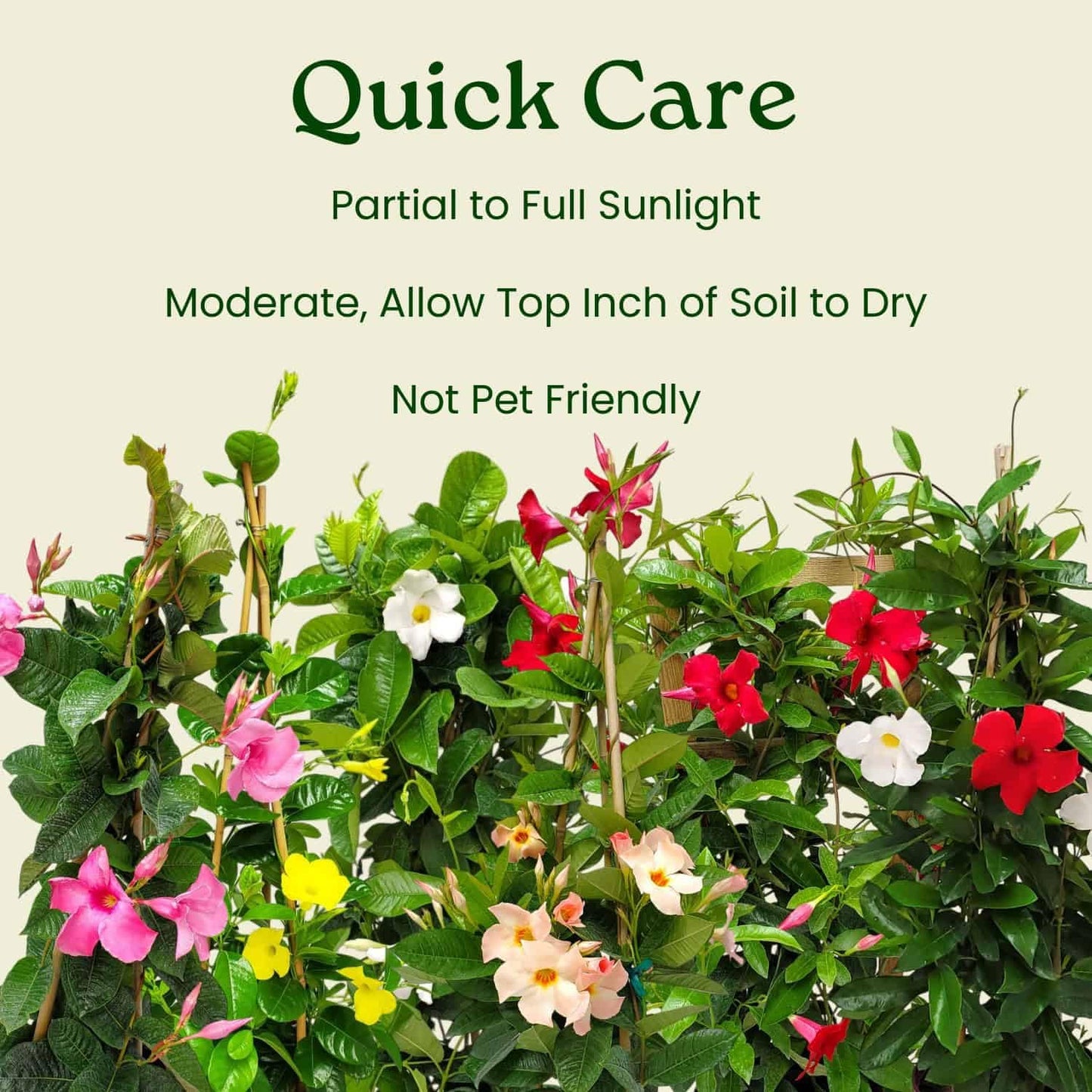 Mandevilla Live Plant - Trellis - Red Giant Flowering Mandevilla - Tropical Plants of Florida - Overall Height 36" (Plant Only)