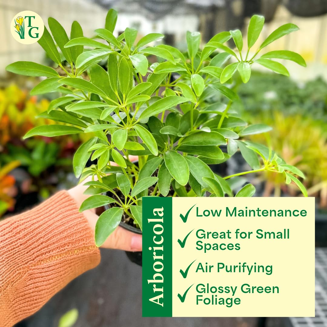 Thorsen's Greenhouse Live Arboricola Umbrella Tree Plant, Schefflera Arboricola, Natural Air Purifier, Easy to Grow, Live Indoor Houseplant, 4-inch Diameter (Lavender)