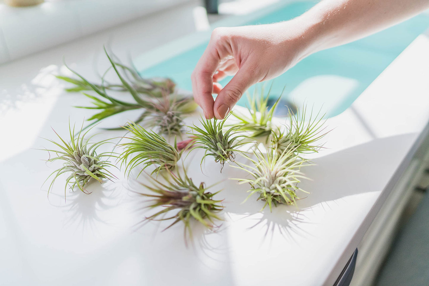 Small Tectorum Ecuador Air Plant - Live Tillandsia Succulent House Plants - Available in Wholesale and Bulk - Home and Garden Decor - Easy Care Indoor and Outdoor Plants (Small-1 PC)