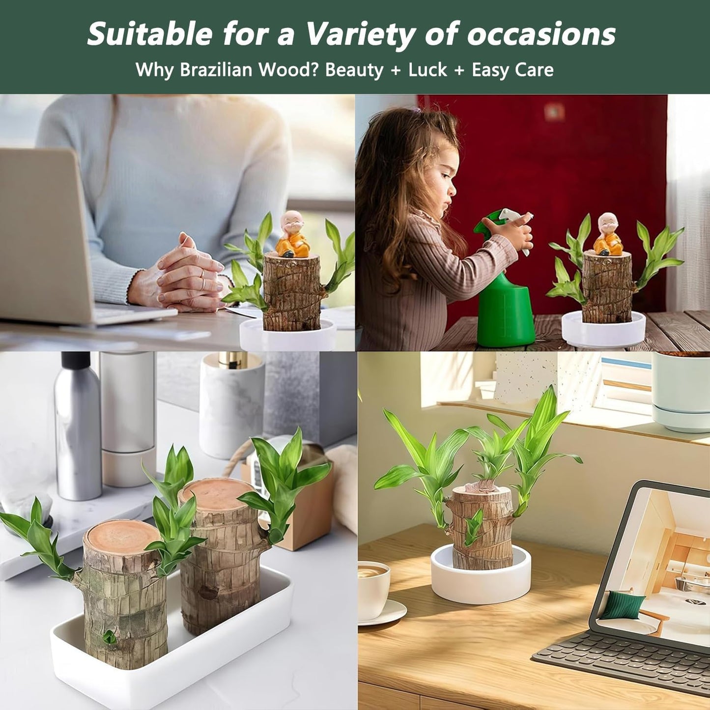 Brazilian Lucky Wood Plant,Brazilian Wood Doesn't Need to Wait to Sprout, Natural Air Cleaner, Suitable for Home Office Desk Decor (Dark Gray)