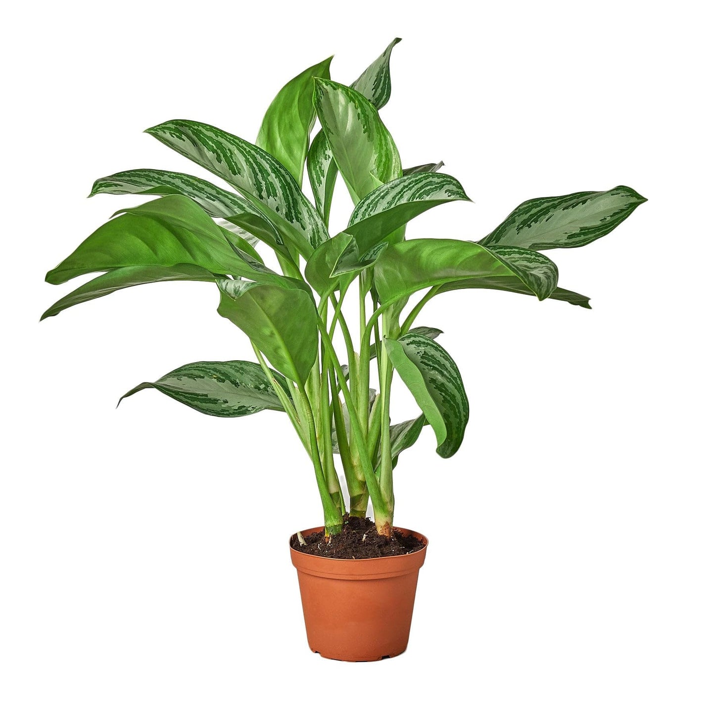 5 Pack Chinese Evergreen 'Silver Bay' in 6in Pot - Live Plants Tropical Houseplants | Variegated | USA Growers | The Snobby Leaf