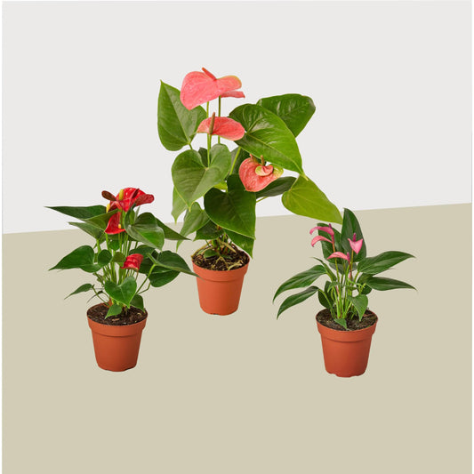 Anthurium Variety 3-Pack - Live House and Garden Plant 4" Pot