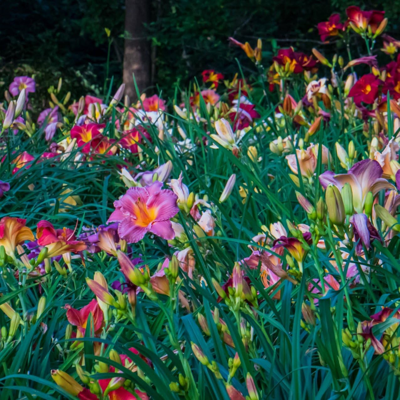 24 Pack - Daylilies by The Dozen, Easy to Grow, Growers Choice (24 Bareroots)