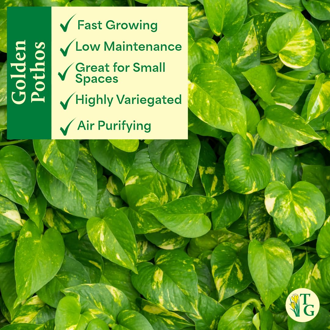 Thorsen's Greenhouse Golden Pothos, Live Indoor Vining Plant, Easy to Grow, Variegated Houseplant, Natural Air Purifier (Lavender, 4-inch Pot)