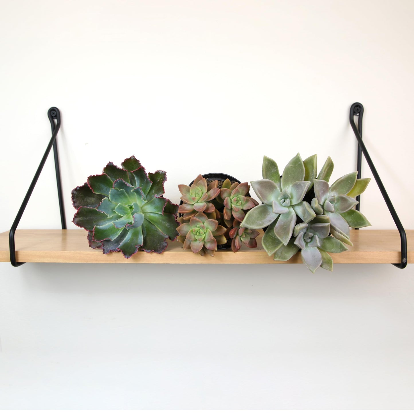 Altman Plants Pet Friendly Plant Pack (3PK) Real Succulents, Pet Safe Plants & Succulent Plants, Live Succulents, Pet Friendly Plants, Live Plants & House Plants in 3.5" Pots with Succulent Soil Mix