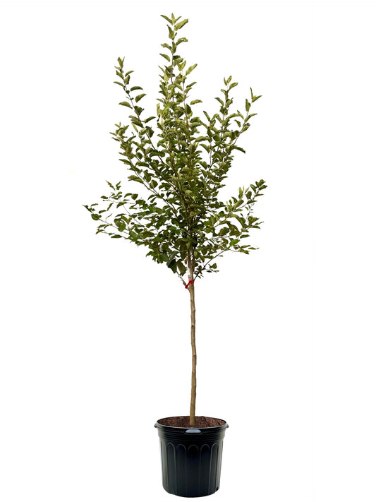 American Plant Exchange Apple Tree 'Yellow Delicious' – Live Fruit-Bearing Plant, 7-Gallon Pot, Cold Hardy, Sweet Edible Apples for Outdoor Orchards and Landscapes