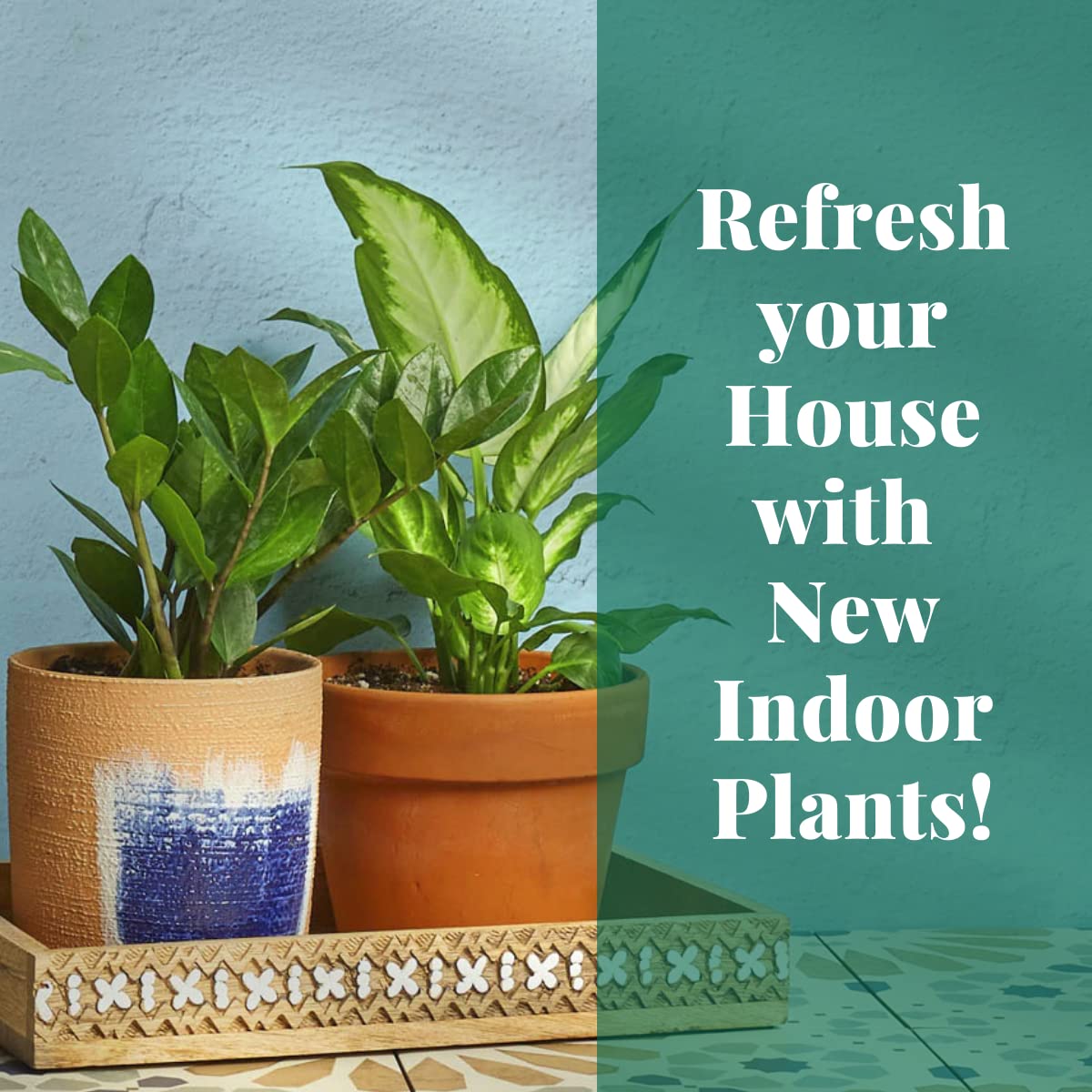 House Plant Shop | Ponytail Palm - 3" Pot | Live Indoor Plant | Free Care Guide