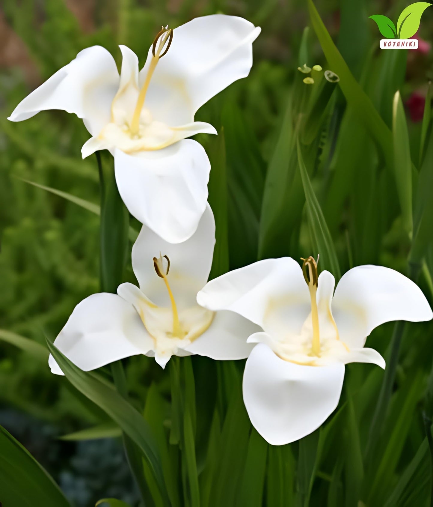 Votaniki Tigridia Pavonia Alba Immaculata Bulbs White Mexican Shell Flower Summer Bloom Garden Plants Cut Flower Use Sun to Part Sun Outdoor Planting (Pack of 3)