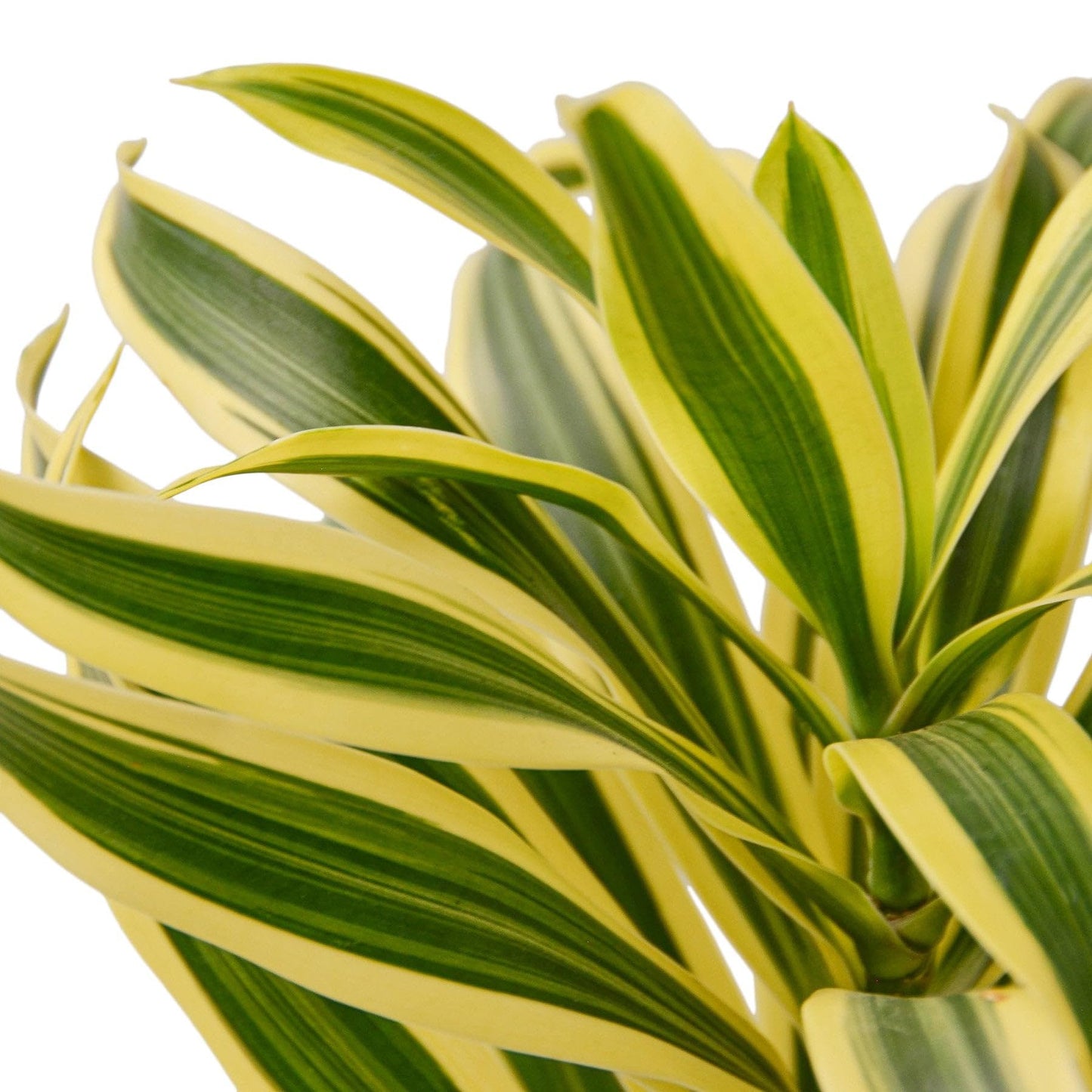 Dracaena 'Song of India' in 6in Pot - Live Plants Tropical Houseplants | Variegated | USA Growers | The Snobby Leaf