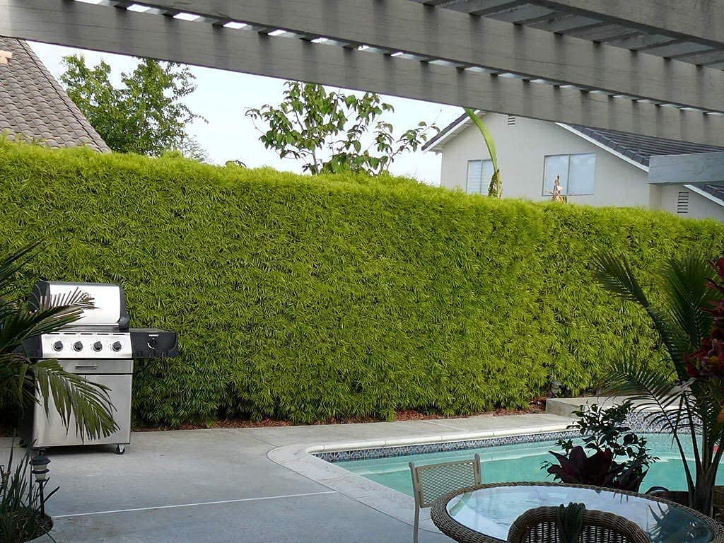 Podocarpus Macrophyllus | 1 Live 4 Inch Pot | Japanese Yew | Low Maintenance Evergreen Privacy Hedge Plants