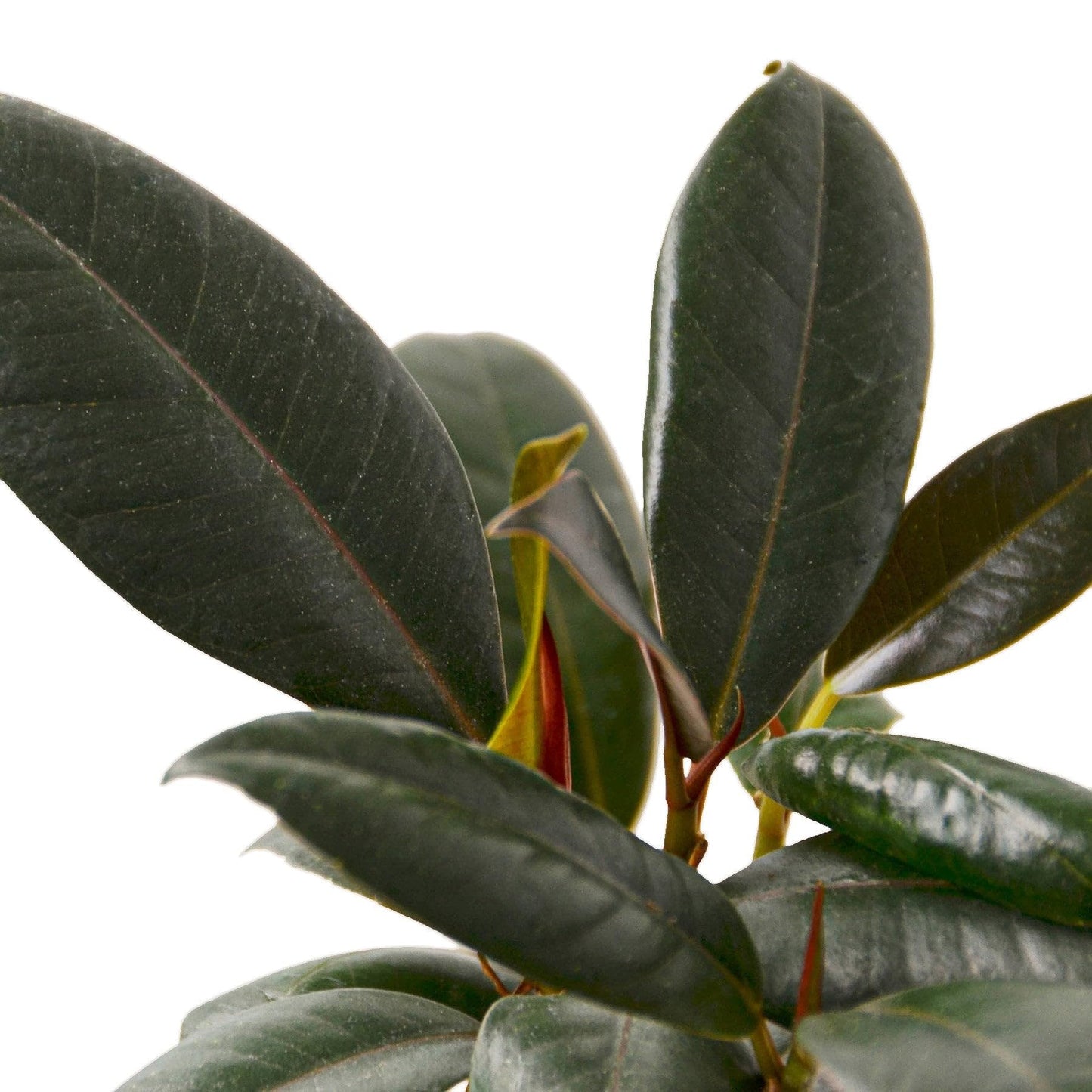 2 Pack Ficus Elastica 'Burgundy' in 4in Pot - Live Plants Tropical Houseplants | Variegated | USA Growers | The Snobby Leaf