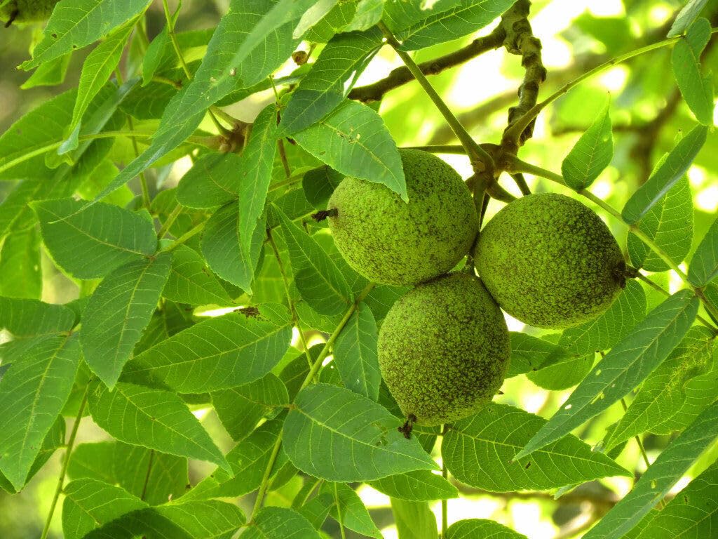 2 Black Walnut Trees - 18-24" Tall - Nut-Bearing Live Plants - Fast Growing Trees - Juglans Nigra - (2 Pack)