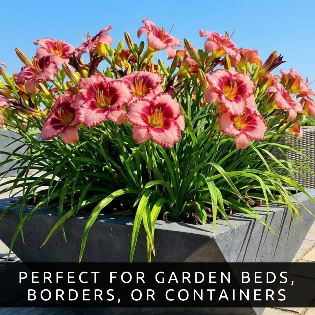 Lipstick and Lies Daylily Bulbs for Planting – Pink and Red Bi-Color Hemerocallis Perennial Flower – Hardy Summer Blooming Garden Lily – Easy Care Outdoor Flower Bulbs (5 Bulbs)