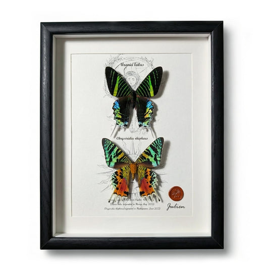 ArsVenciik Real Framed Moth Specimen Duo - Preserved Sunset & Urania Taxidermy - Metallic Rainbow Shadow Box Wall Art - Handmade Insect Decor & Gift for Butterfly/Moth Lovers