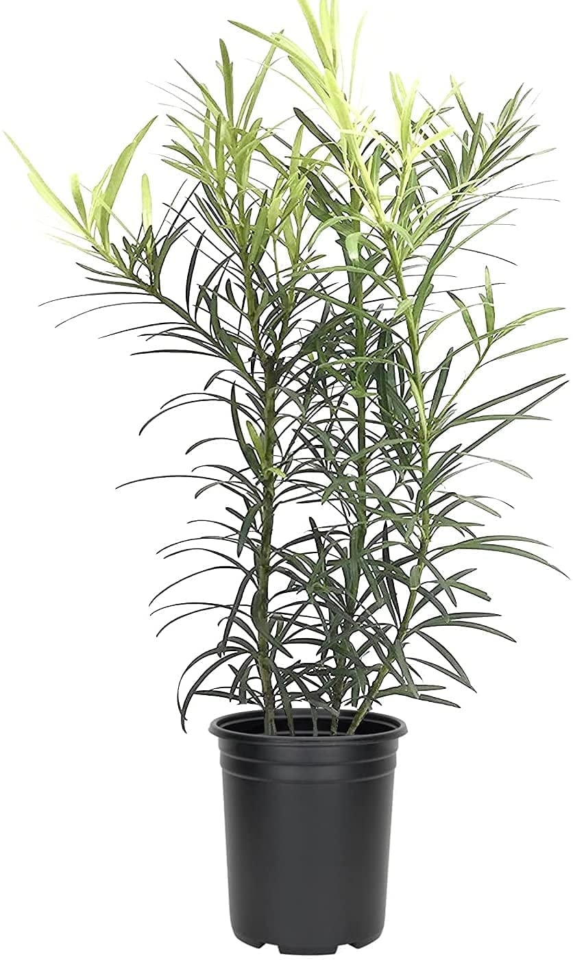 Podocarpus Macrophyllus | 12 Live 4 Inch Pots | Japanese Yew | Low Maintenance Evergreen Privacy Hedge Plants