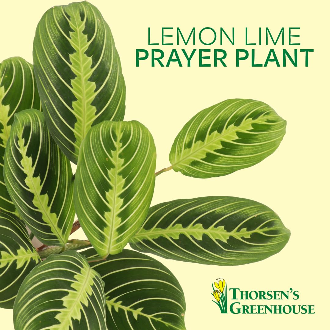 Thorsen's Greenhouse Lemon Lime Prayer Plant, Live Indoor Plant, Pet Friendly, Attractive Houseplant, Lemon Maranta, Easy to Grow, 4" Diameter Pot (Brushed Silver)