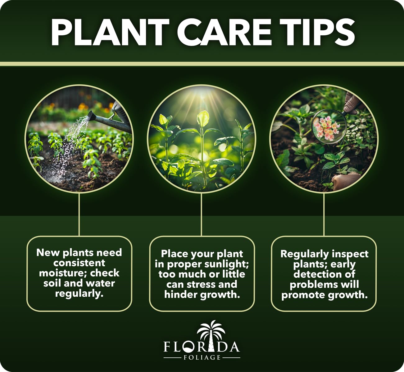 Variegated Liriope | 20 Live Plants | Liriope Muscari Variegata | Ornamental Ground Cover Plants | Evergreen Foliage