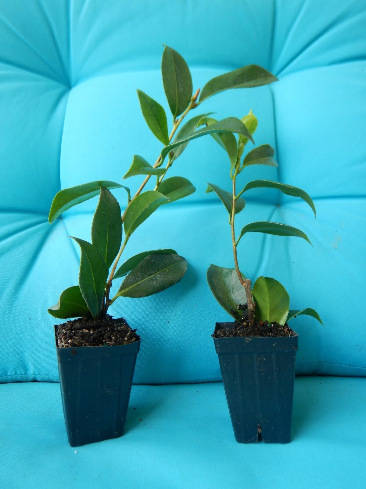 Live Plant - Faith Variegatedunique Bloomcamellia Japonica-Live Starter Plant