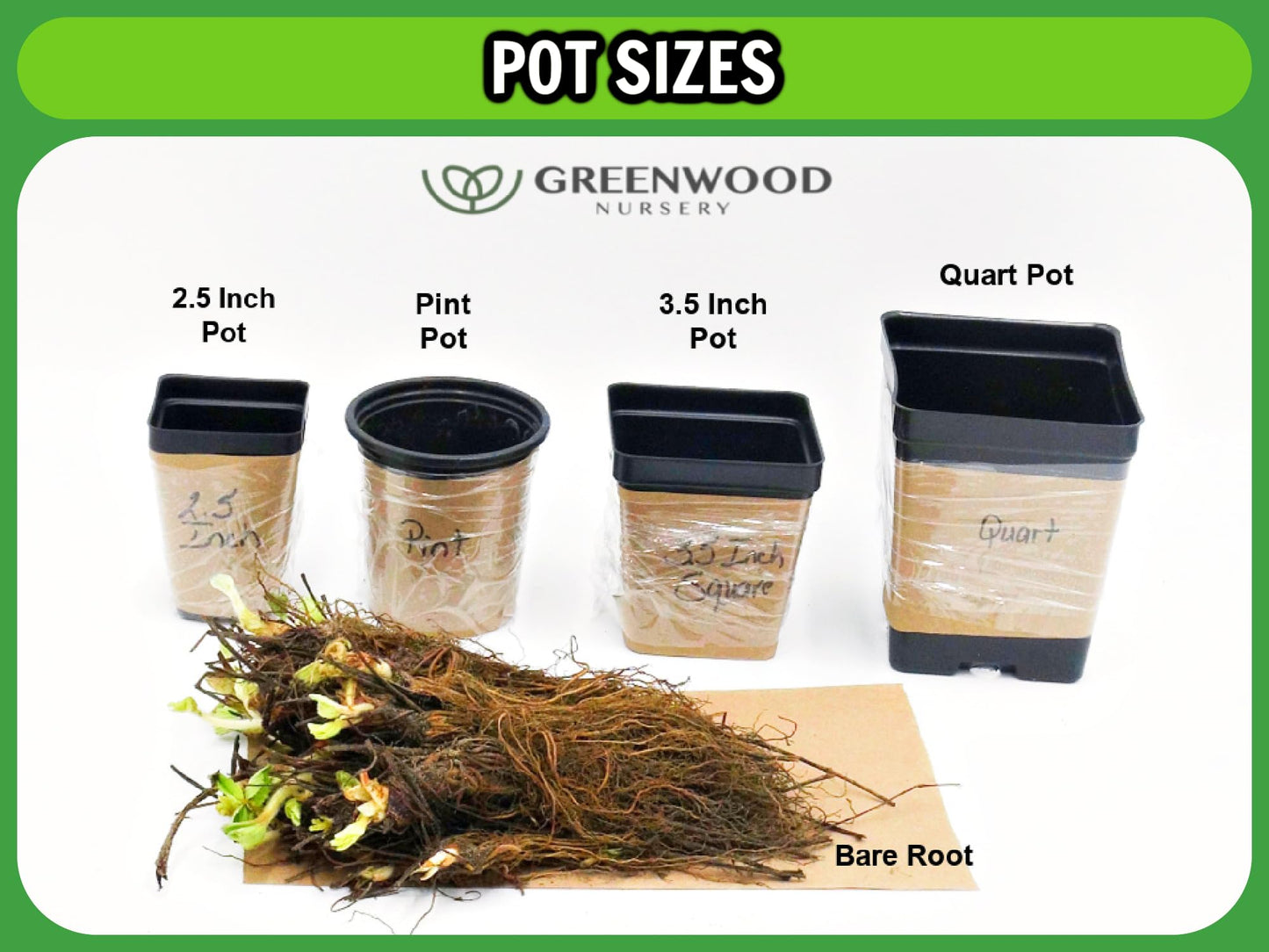 Greenwood Nursery: Live Trees - Nellie R. Stevens Holly Tree + Ilex X - [Qty: 5X 2.5 Pots] - (Click for Other Available Plants/Quantities)