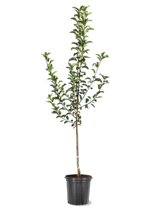 American Plant Exchange Apple Tree 'Ginger Gold' – Live Fruit-Bearing Plant, 5-Gallon Pot, Cold-Hardy, Sweet Crisp Golden Harvest for Orchards, Backyard Gardens & Edible Landscapes