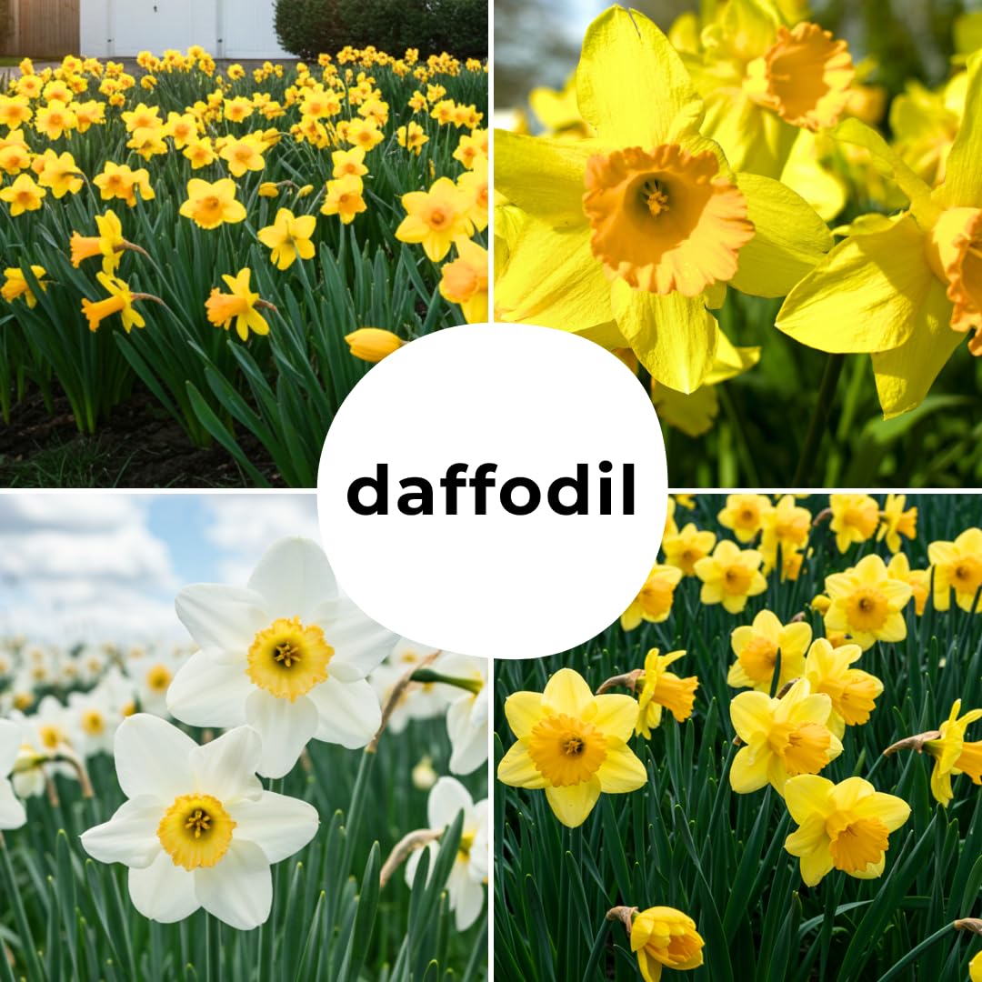 Large Flowering Mix Daffodil Bulbs for Planting, Stunning Perennial Flower Bulbs, Borders, Garden, Landscaping, Bulb Size 12/14 cm, Large Flowering Daffs (50 Bulbs)