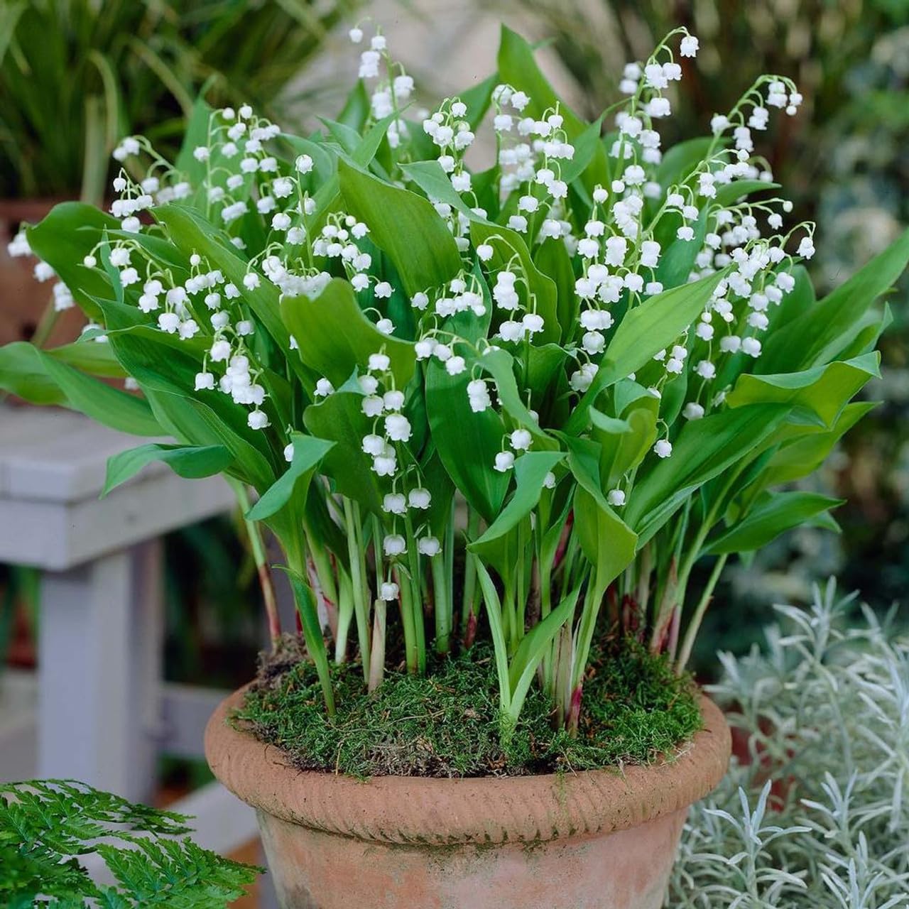 Votaniki White Lily of The Valley - Fragrant, Long Lasting Blooms, Perennial (Convallaria Majalis) Lily of the Valley Bare Root for Planting | Spring Flower, Perfect for Outdoor & Indoor (50 Pack)