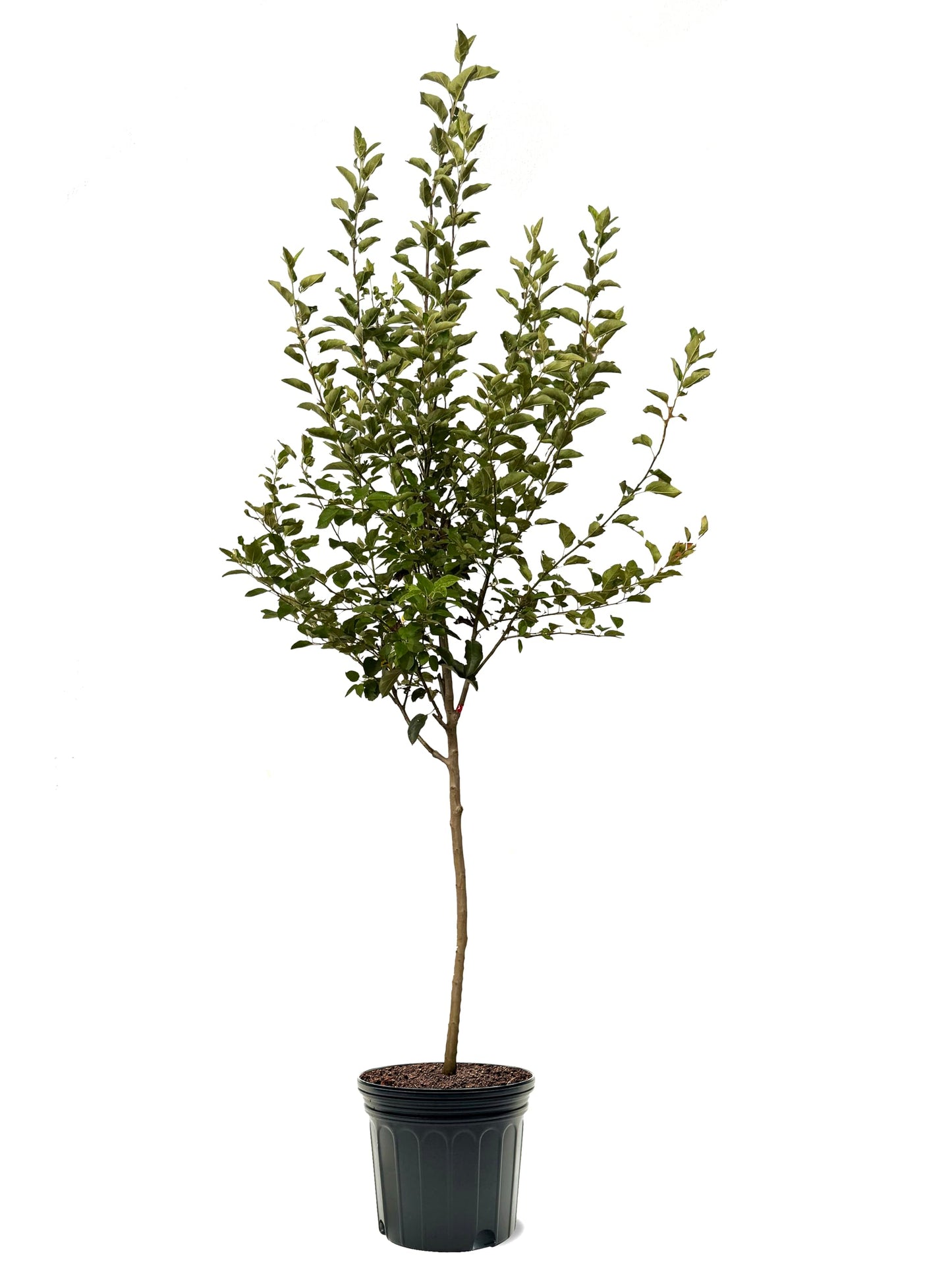 American Plant Exchange Apple Tree 'Semi Dwarf Fuji' – Live Fruit-Bearing Plant, 7-Gallon Pot, Cold-Hardy, Sweet Crisp Red Harvest for Orchards, Backyard Gardens & Edible Landscapes