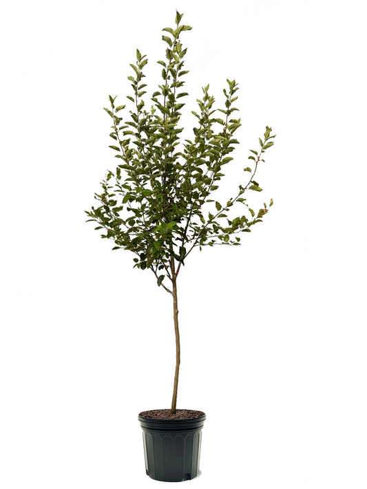 American Plant Exchange Apple Tree 'Mutsu' – Live Fruit-Bearing Plant, 7-Gallon Pot, Cold-Hardy, for Home Orchards, Backyard Gardens & Edible Landscapes