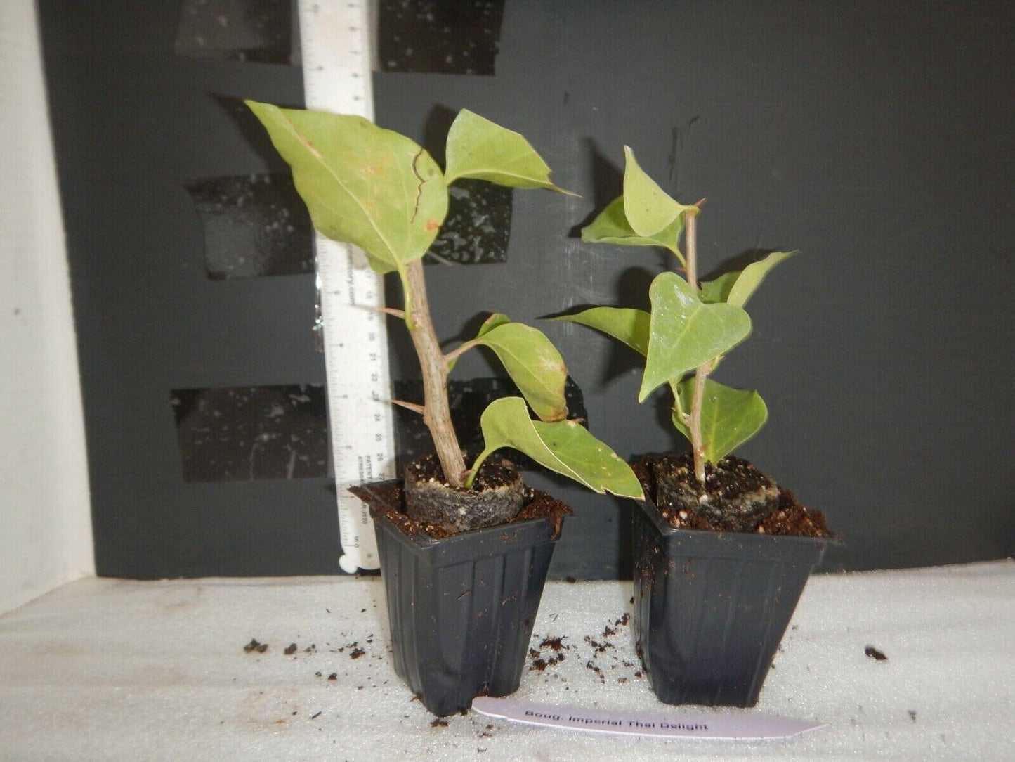 Live Plant - Vera White Bougainvillea Small Well Rooted Starter Plant