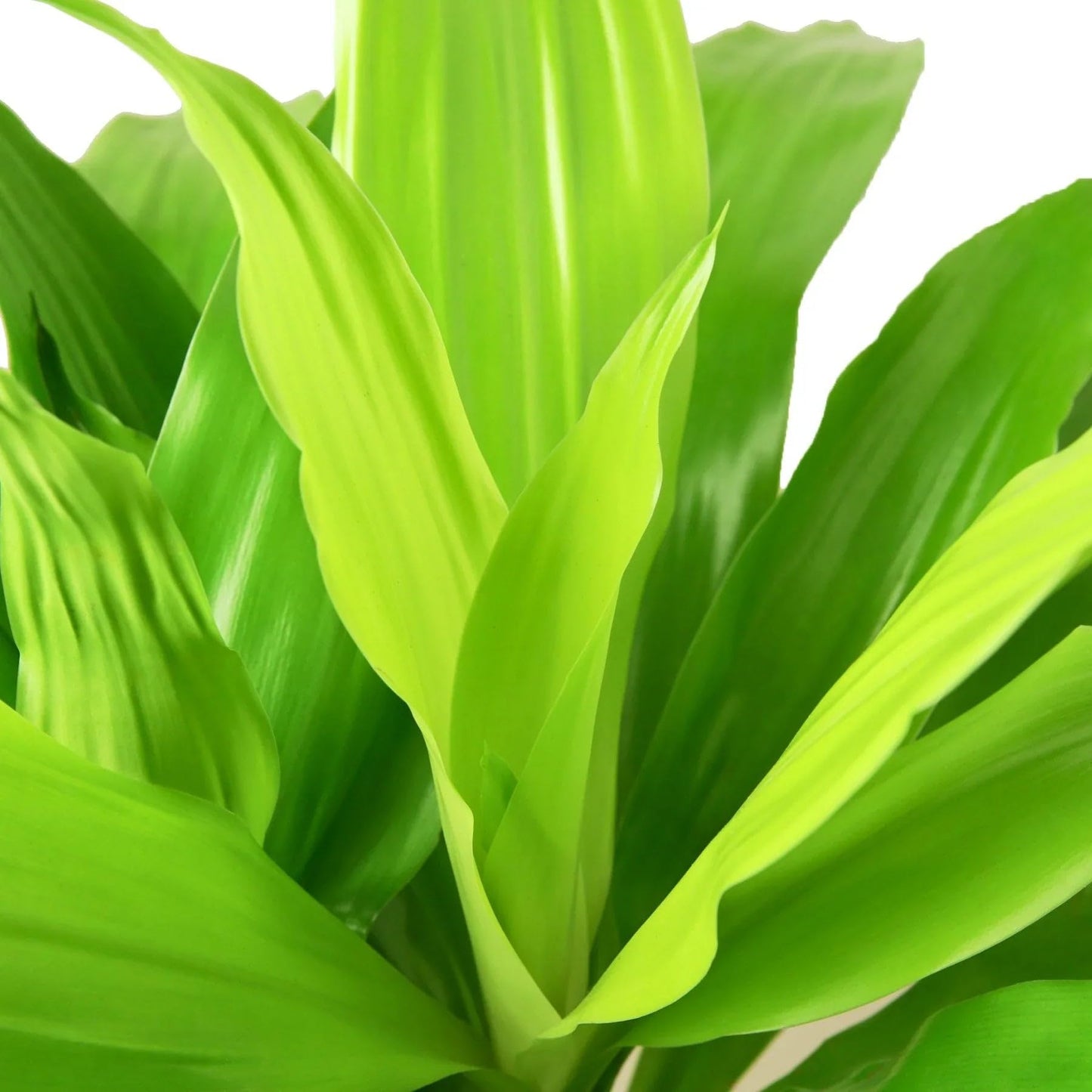 Dracaena 'Lime Light' | Live Plant for Indoor & Outdoor | for Living Room, Office, Bathroom | (6" Pot)