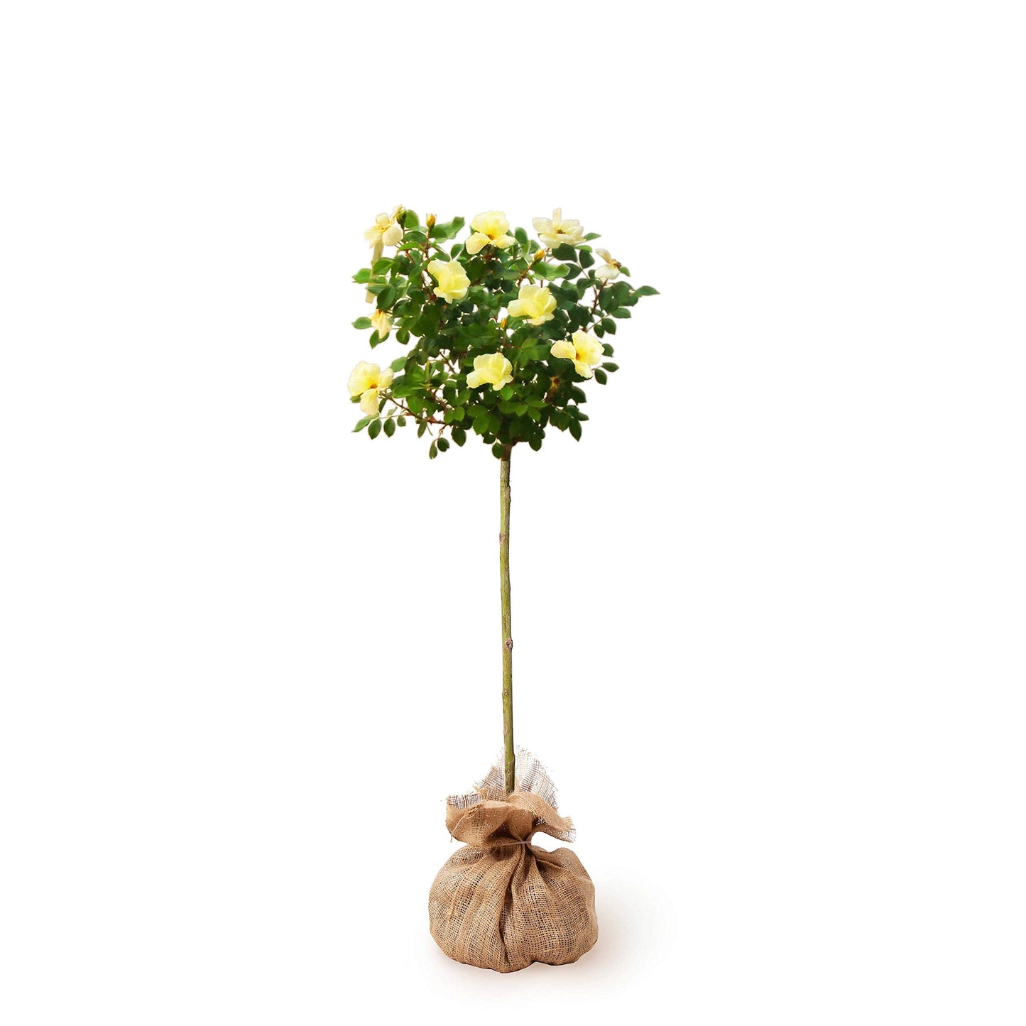 Brighter Blooms - Sunny Knock Out® Rose Tree, 3-4 ft. - No Shipping to AK, AZ, HI