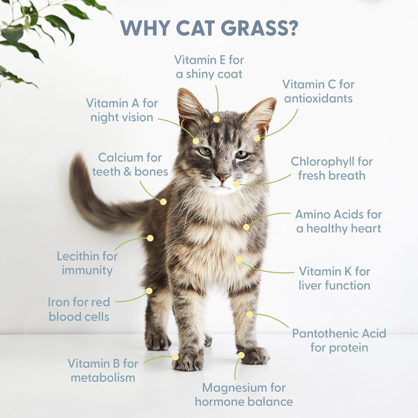 The Cat Ladies 100% Organic Cat Grass Seed (Non GMO) 16Ounce
