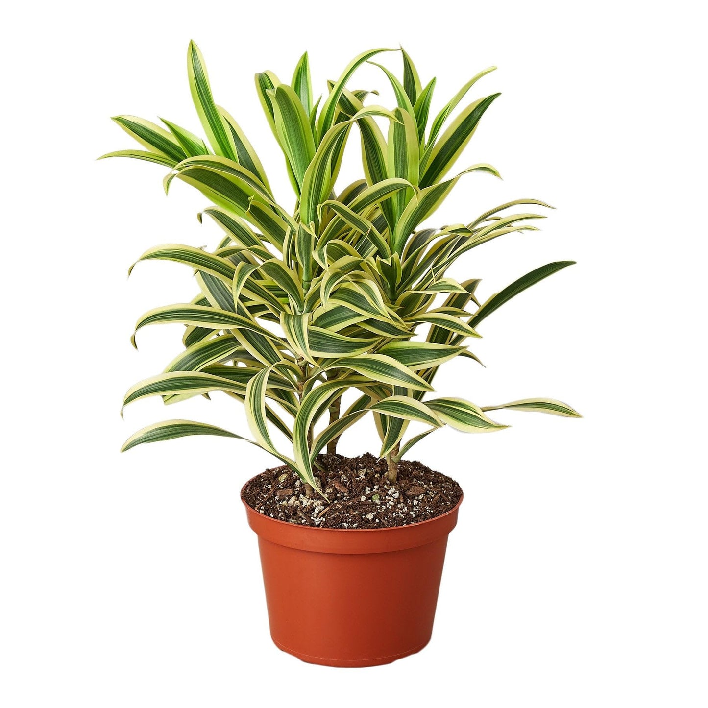 Dracaena 'Song of India' in 6in Pot - Live Plants Tropical Houseplants | Variegated | USA Growers | The Snobby Leaf