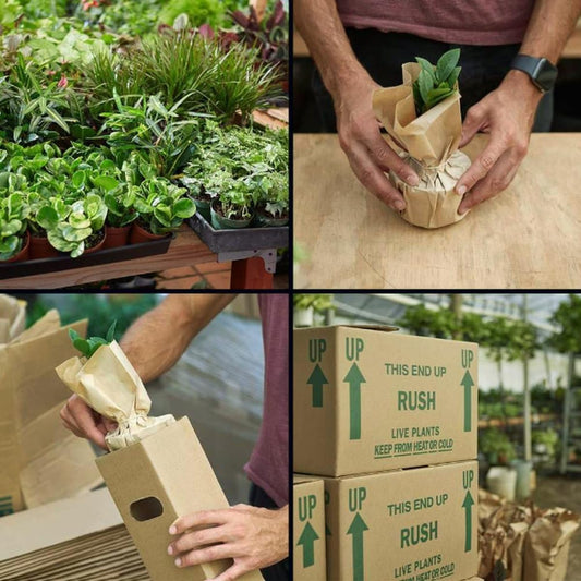 Ficus 'Ginseng' | Live Plant for Indoor & Outdoor | for Living Room, Office, Bathroom | (6" Pot)