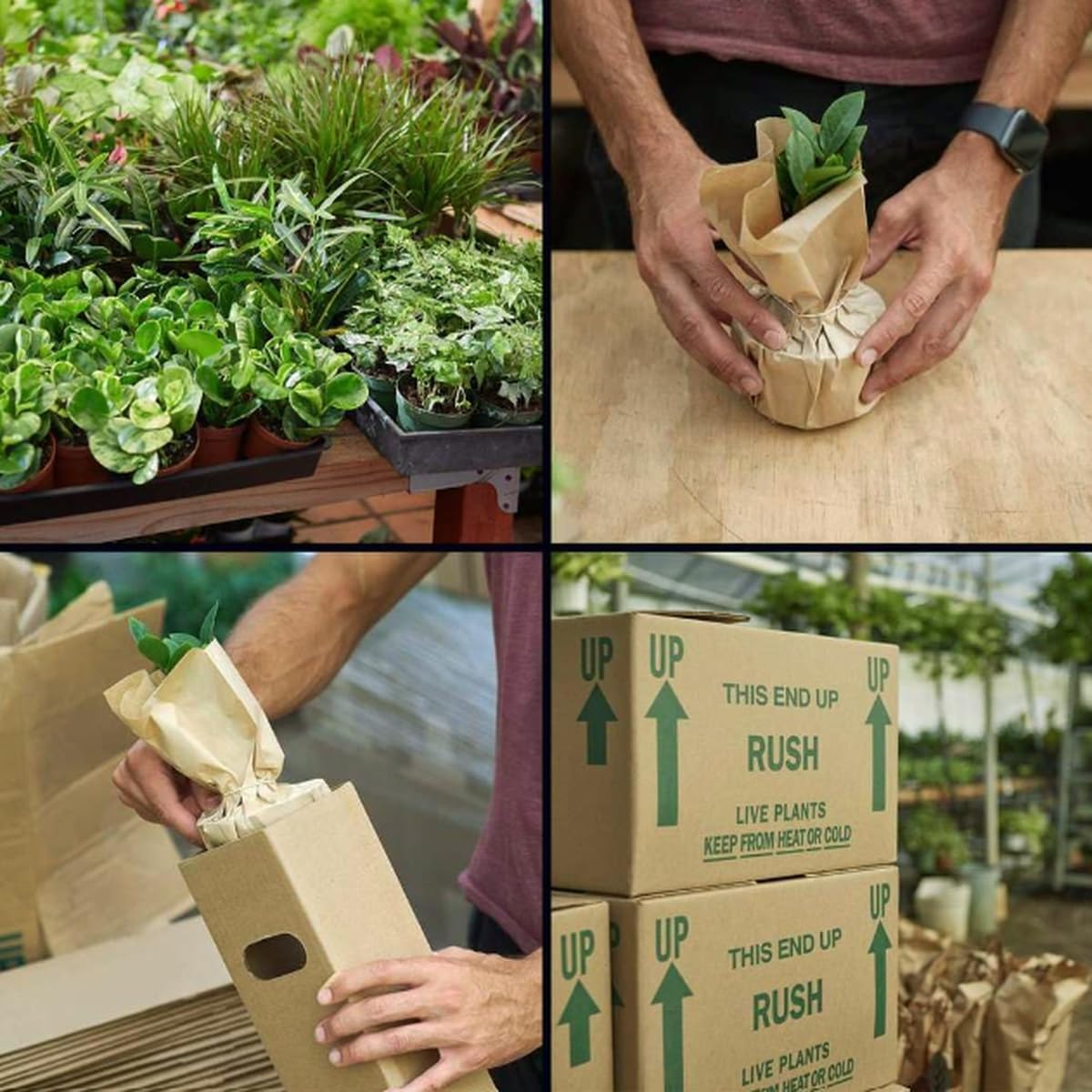 Philodendron 'Birkin' | Live Plant for Indoor & Outdoor | for Living Room, Office, Bathroom | (4" Pot)
