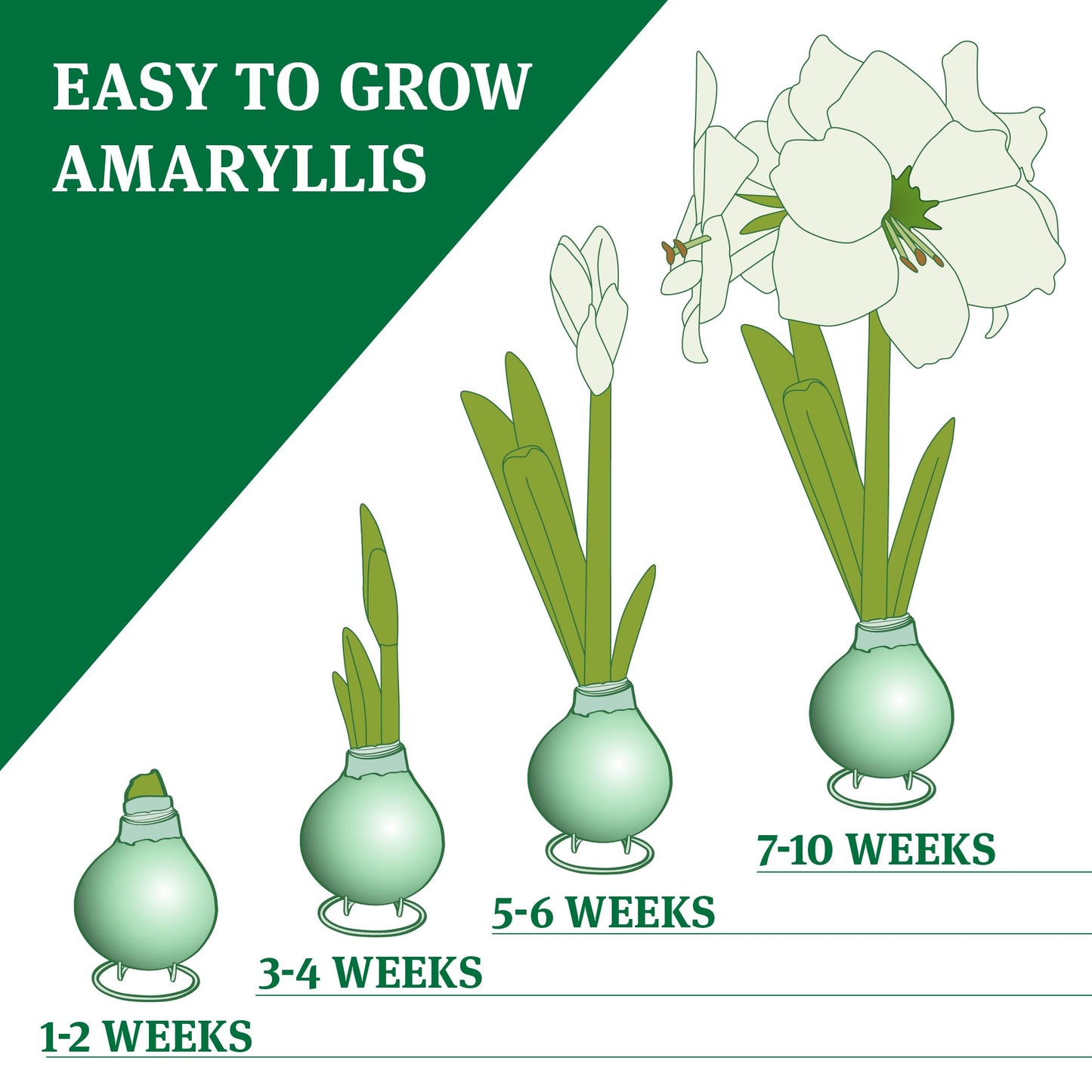 Spring Blooms Waxed Amaryllis Flower Bulb with Stand, Grow Real Blooming Indoor Spring Flowers, No Water Needed